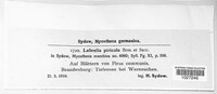 Labrella piricola image